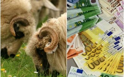 APIA: 14,61 euro/cap ovină pentru furaje