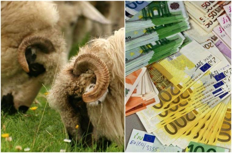 APIA: 14,61 euro/cap ovină pentru furaje