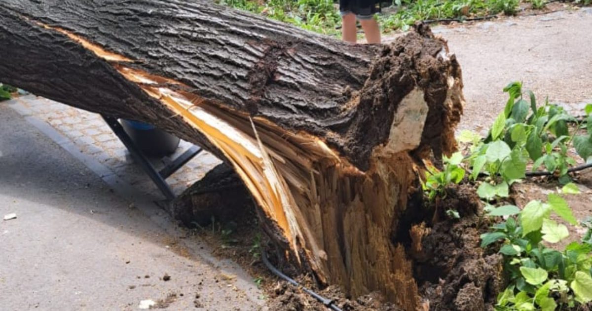 Răspundere arbori publici: Paza juridică și contractul de administrare