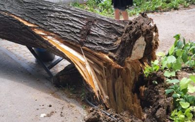 Răspundere arbori publici: Paza juridică și contractul de administrare