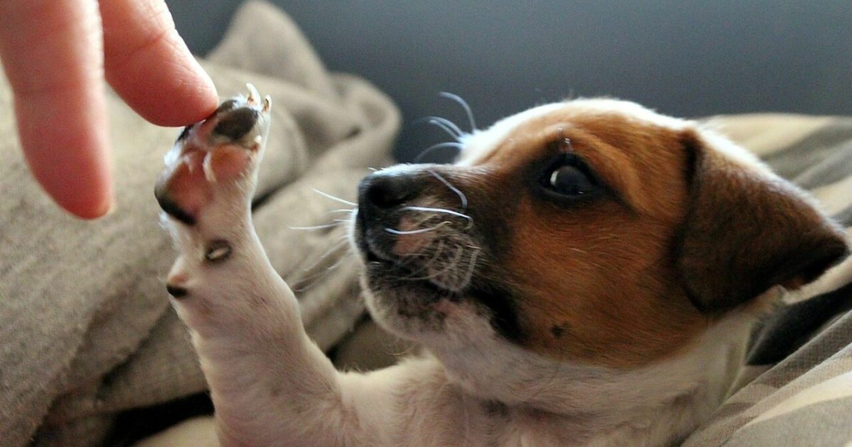 Adotti un animale? A Messina la prima visita e il primo vaccino costano il 30% in meno