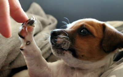 Adopți animal? Vizită și vaccin la Messina mai ieftine 30%
