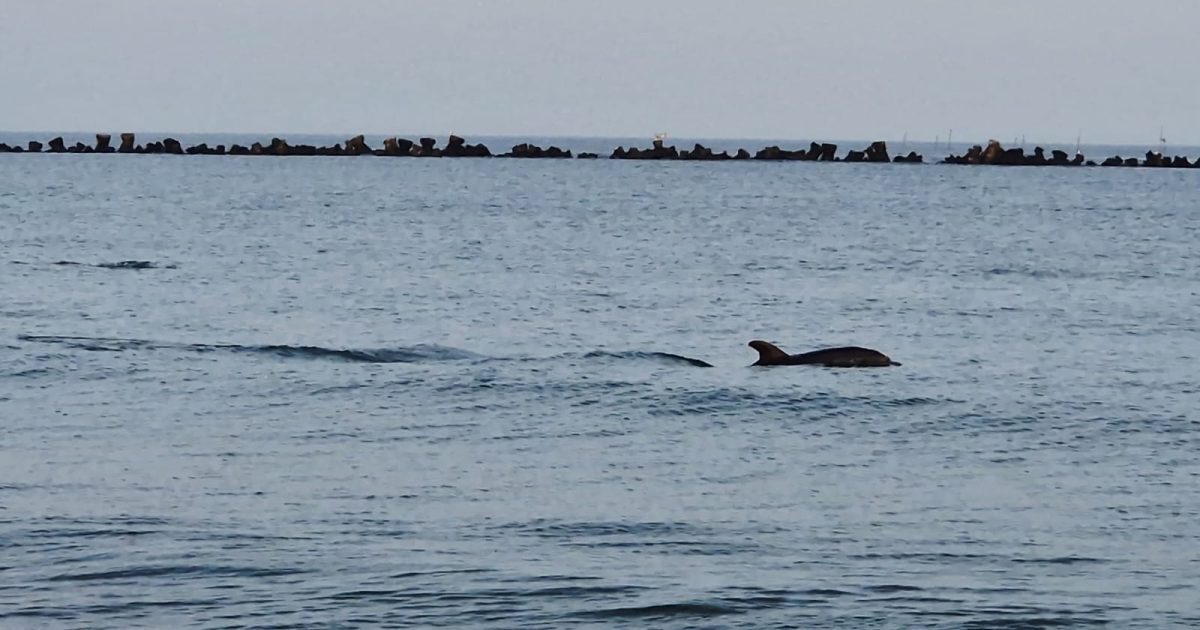 Tânăr erou la Eforie: Salvează delfinul de pe plajă