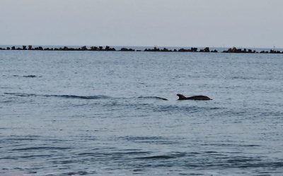 Tânăr erou la Eforie: Salvează delfinul de pe plajă